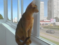 Изображение для Московские Окна Зеленоград от пользователя tnt