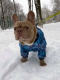 Изображение для Одежда для собак McDog.ru от пользователя 5JFCKEy5HP