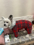 Изображение для Одежда для собак McDog.ru от пользователя 5JFCKEy5HP