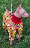 Изображение для Одежда для собак McDog.ru от пользователя 5JFCKEy5HP