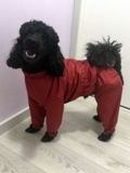 Изображение для Одежда для собак McDog.ru от пользователя 5JFCKEy5HP