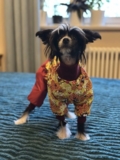 Изображение для Одежда для собак McDog.ru от пользователя 5JFCKEy5HP