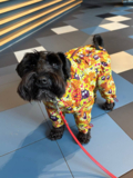 Изображение для Одежда для собак McDog.ru от пользователя 5JFCKEy5HP